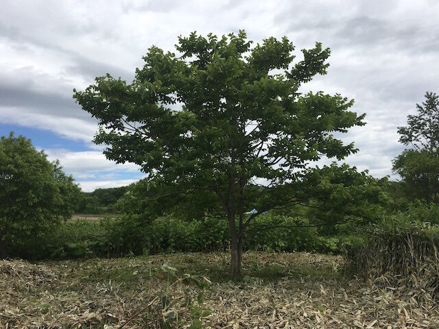 Niseko3