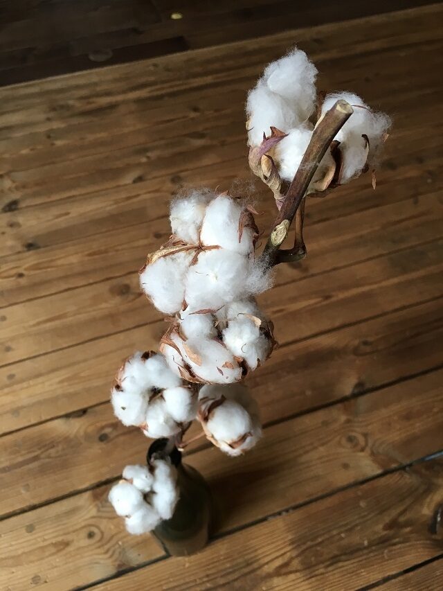 綿の力