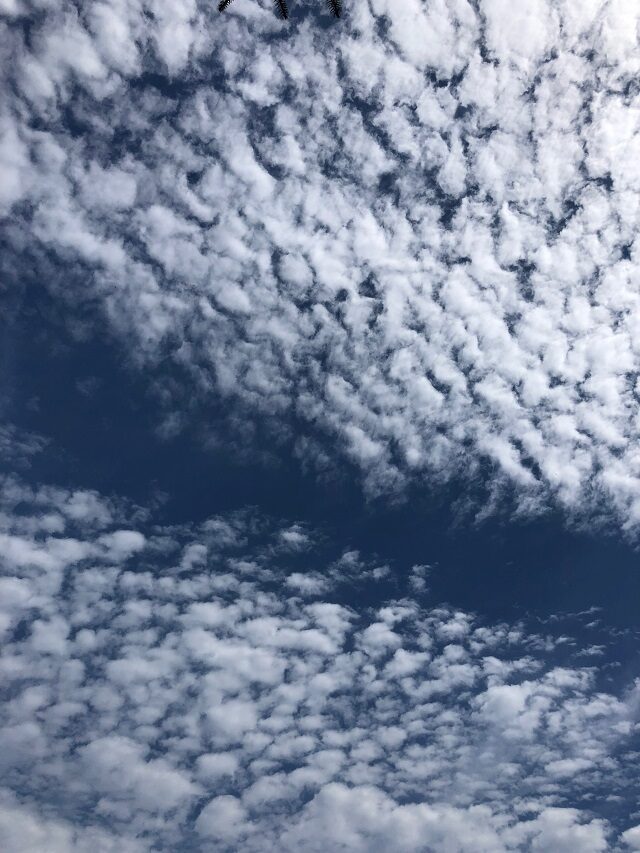 イワシかヒツジか5