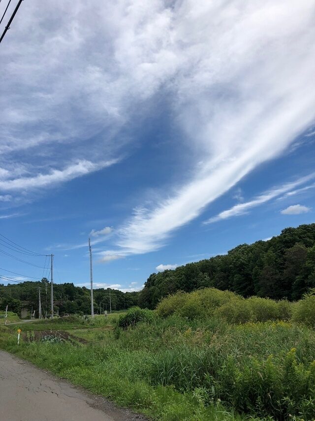 食べれませんが
