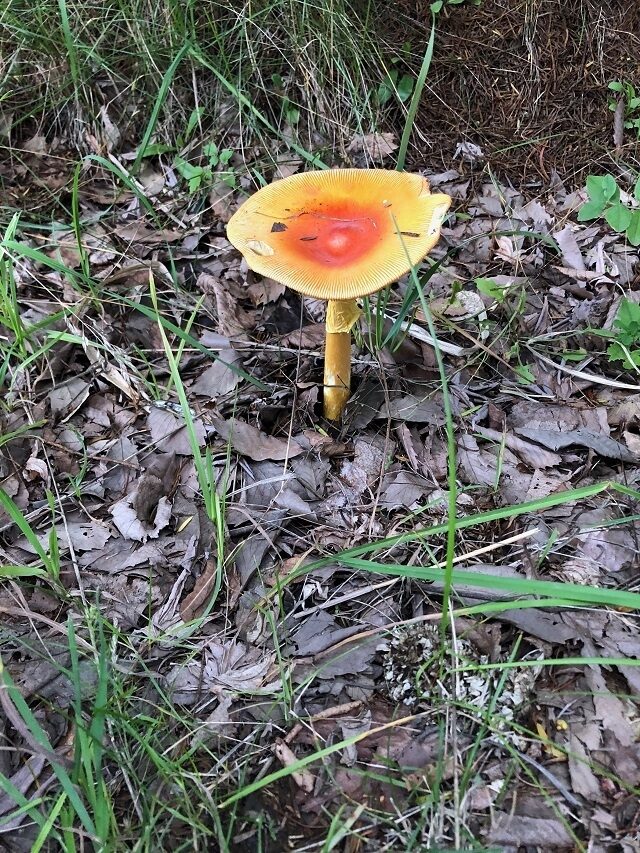 食べれませんが1