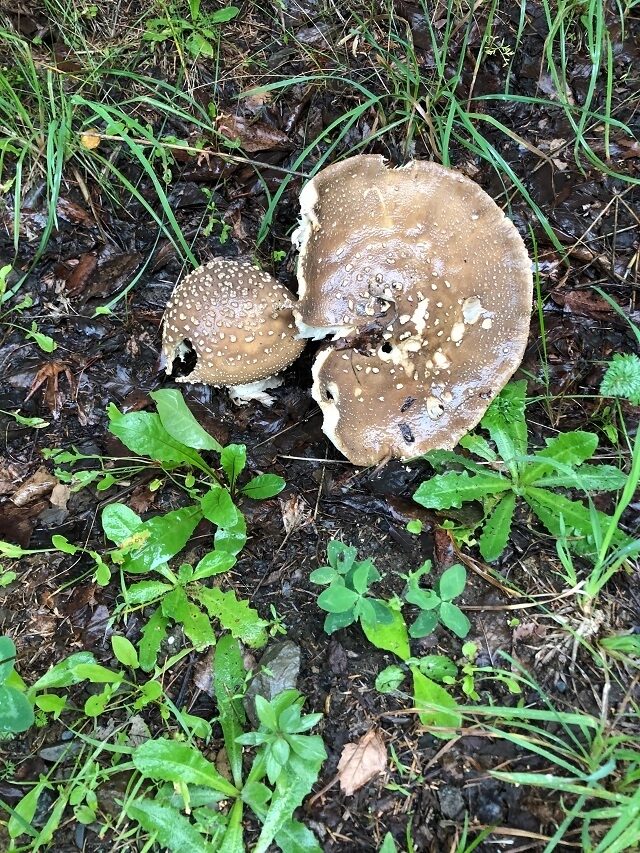 食べれませんが2