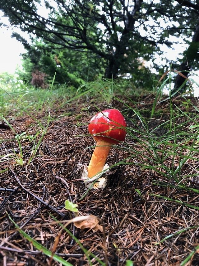 食べれませんが3