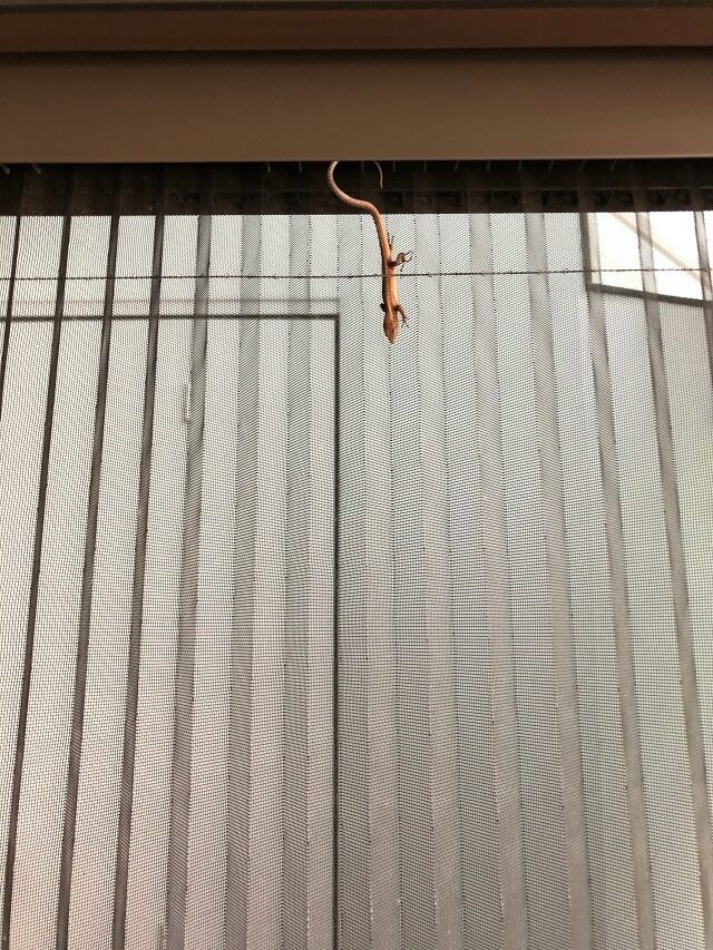 恒例の5