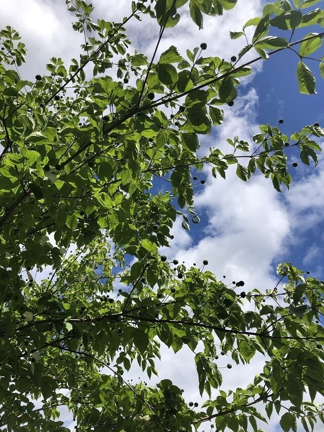 過去最高の27
