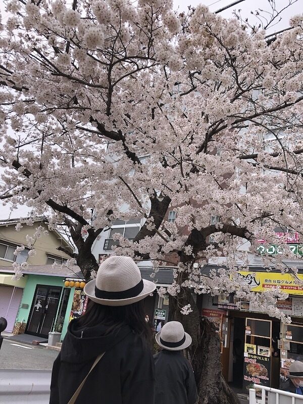 交野市駅桜