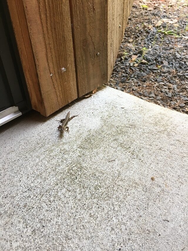 小さな住人1