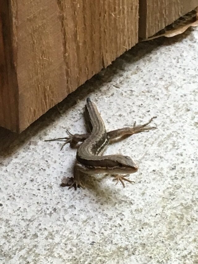 小さな住人2