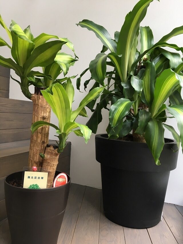 誕生記念樹1