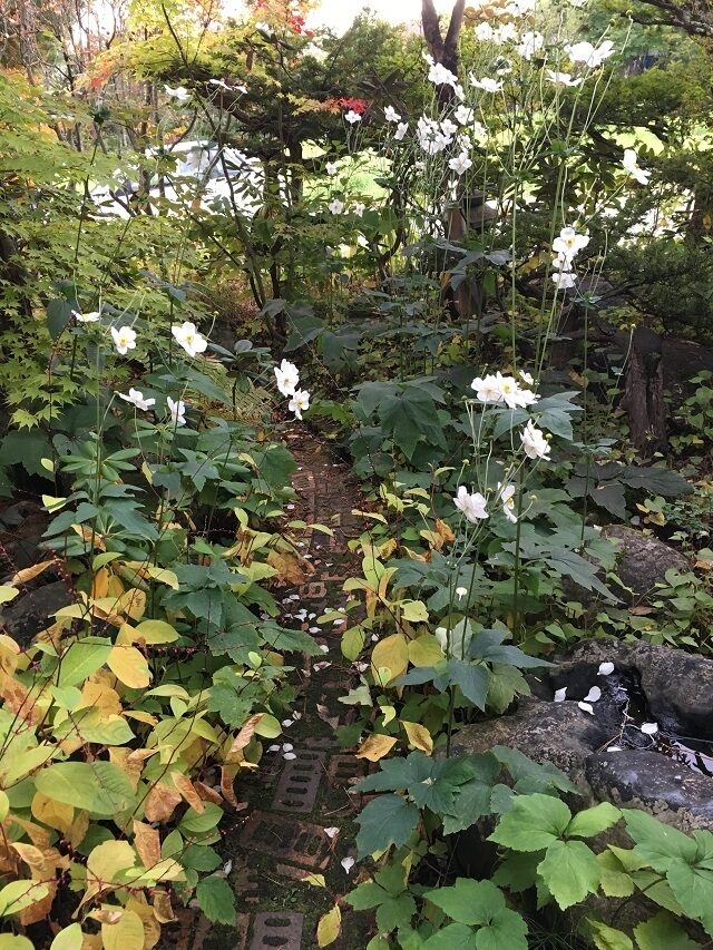 沼のカフェ1