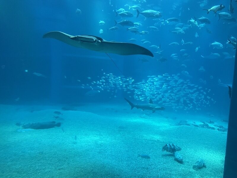 海遊館