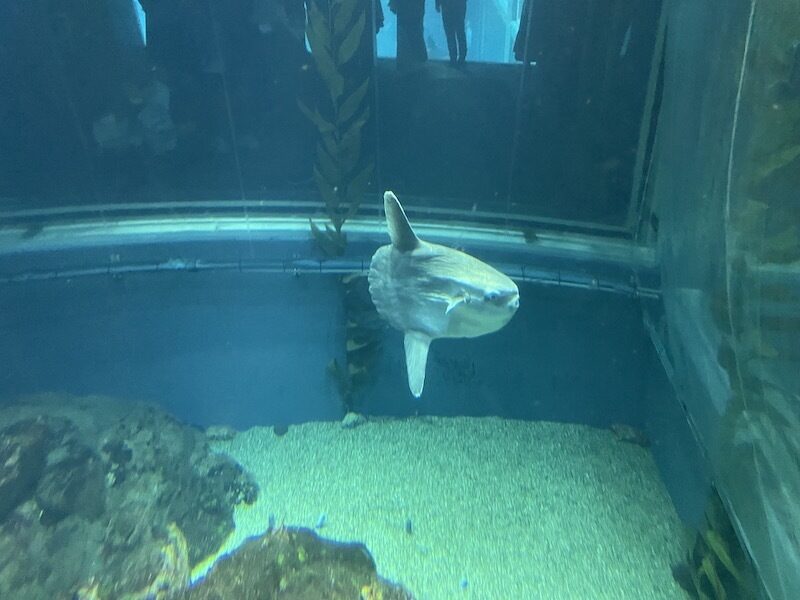 海遊館２
