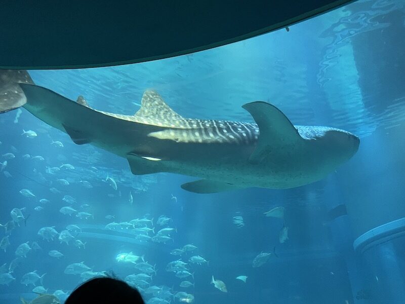 海遊館４