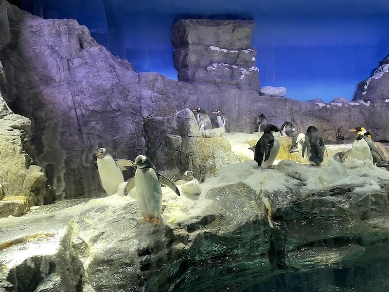 海遊館５