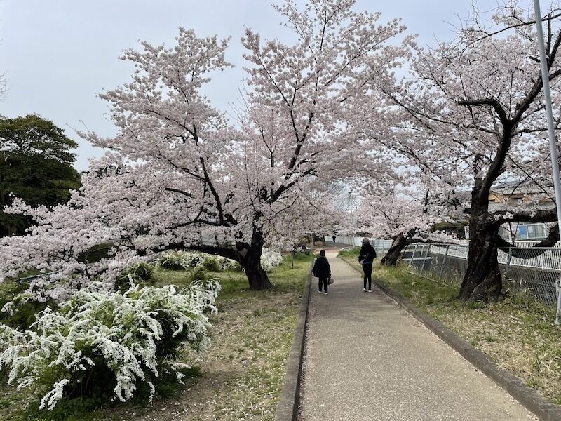 私部公園桜